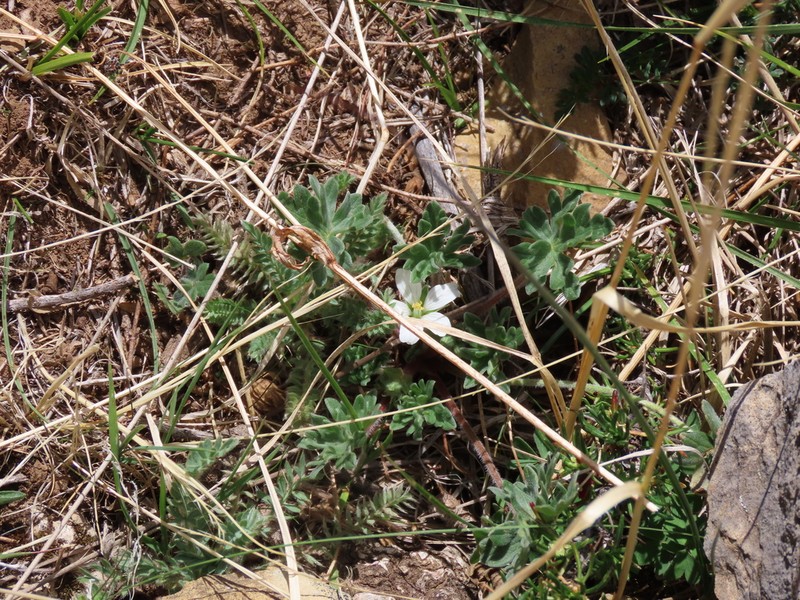 Geranium sessiliflorum photo 2