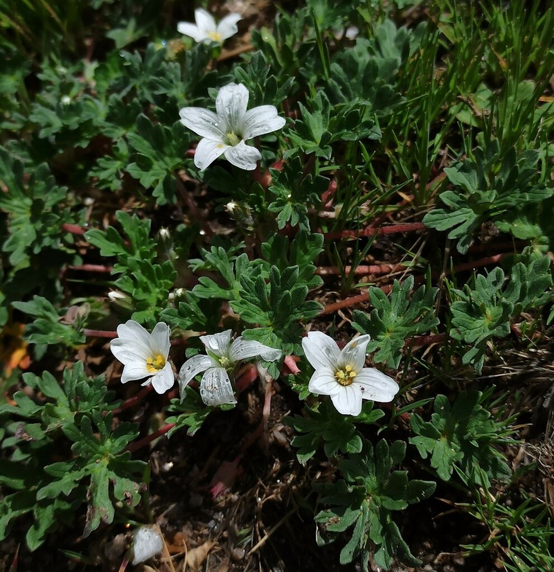 Geranium sessiliflorum photo 3