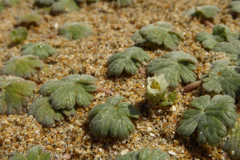 Geranium sessiliflorum photo 5