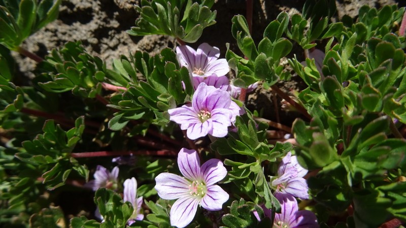 Geranium sessiliflorum photo 6