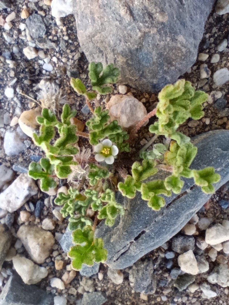 Geranium sessiliflorum photo 7