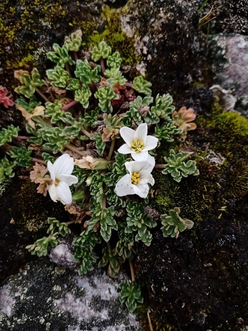 Geranium sessiliflorum photo 8