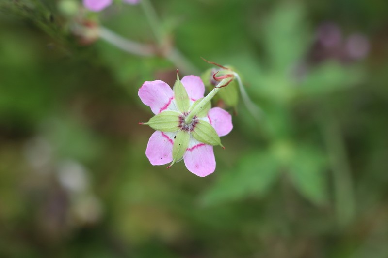 Geranium shensianum