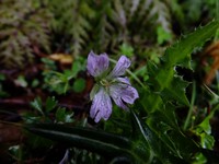 Geranium shikokianum