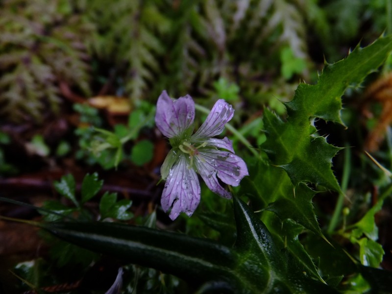 Geranium shikokianum