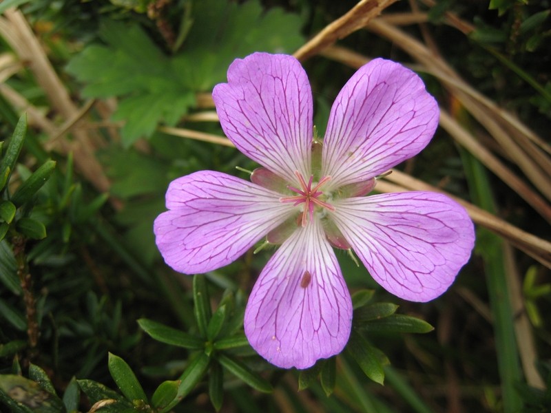 Geranium shikokianum photo 2