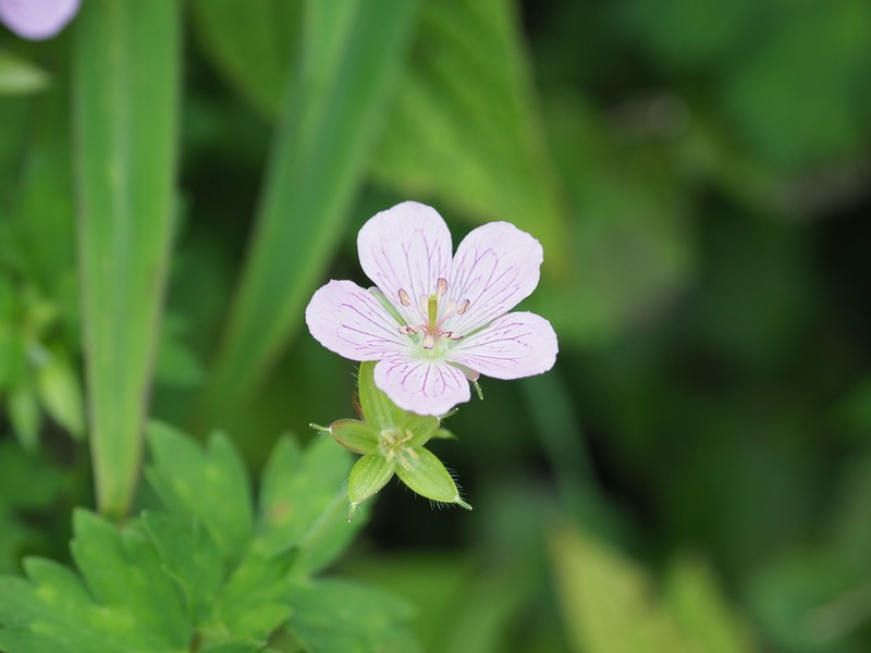 Geranium shikokianum photo 3