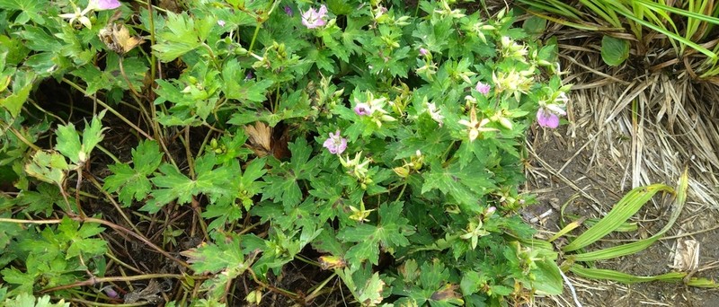 Geranium shikokianum photo 4