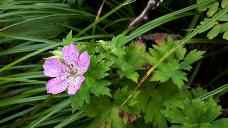 Geranium shikokianum photo 5