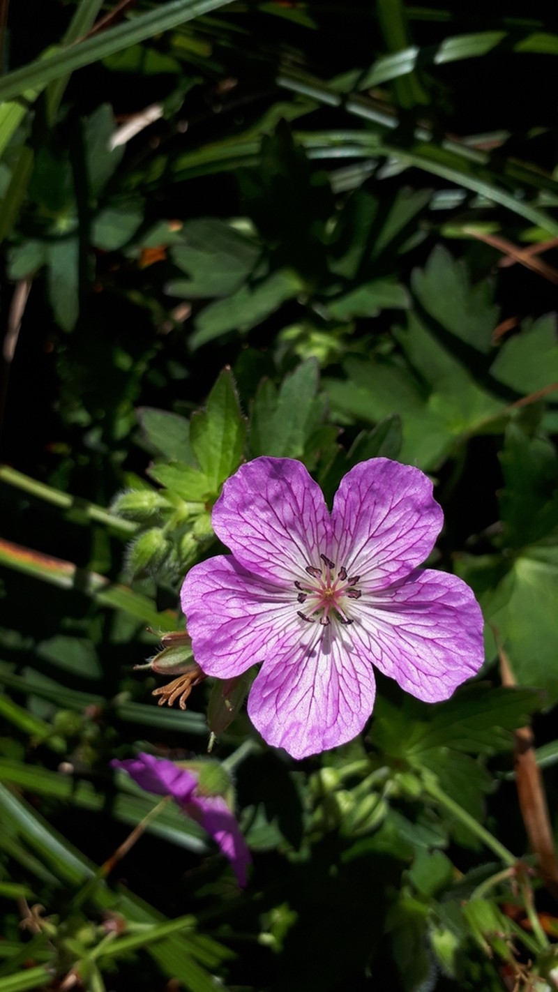 Geranium shikokianum photo 6