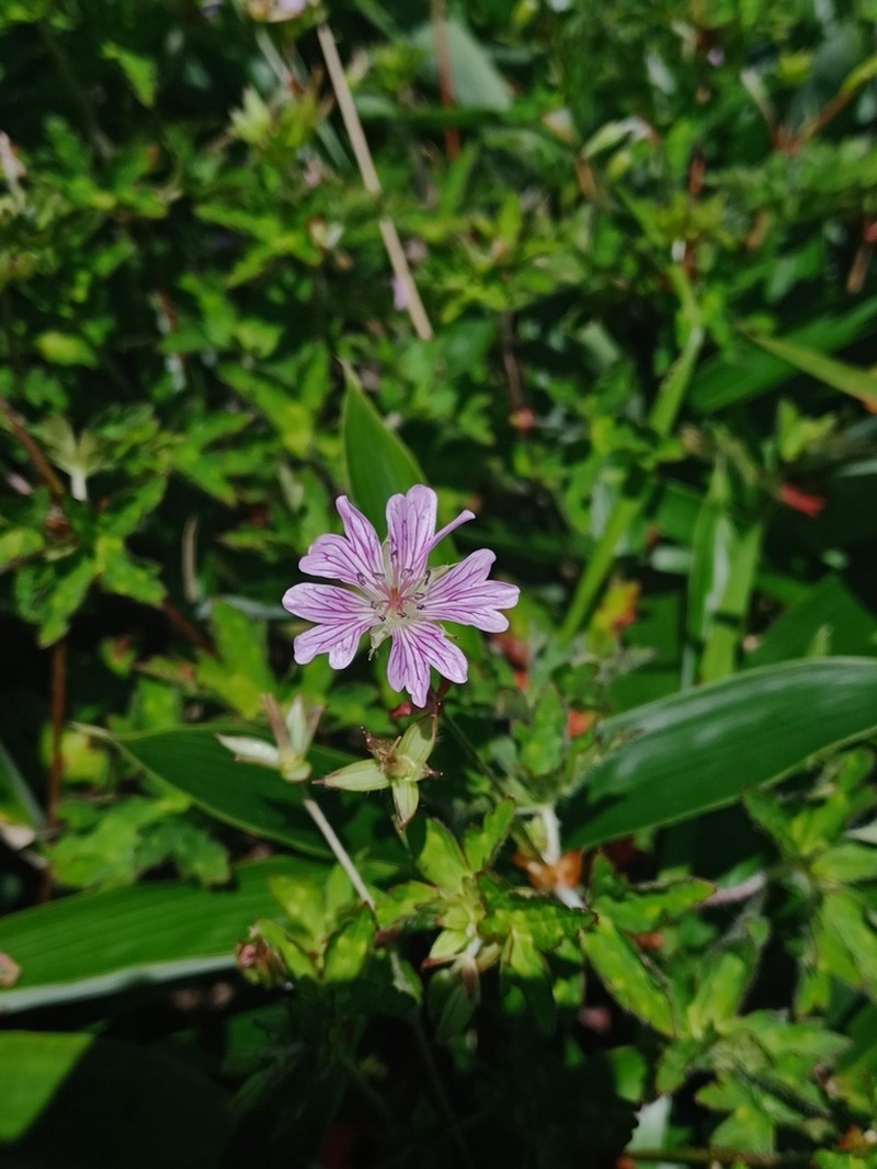 Geranium shikokianum photo 7