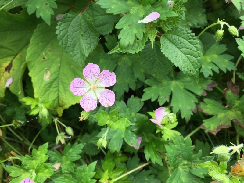 Geranium shikokianum photo 8