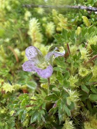 Geranium sibbaldioides