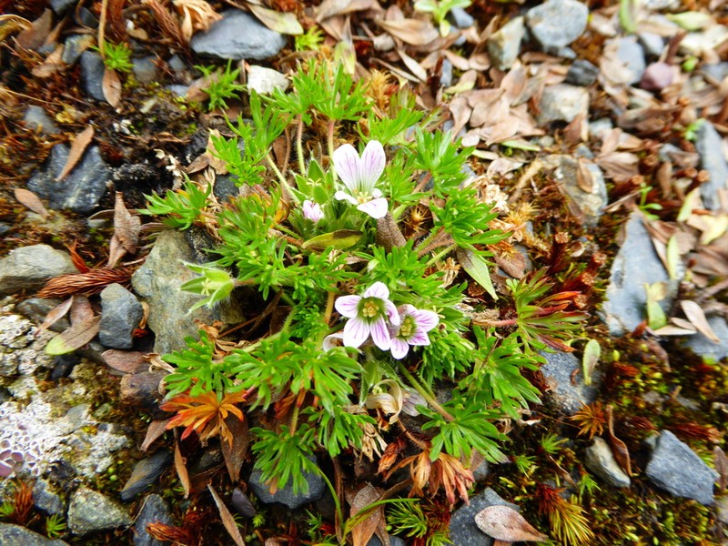 Geranium sibbaldioides photo 2