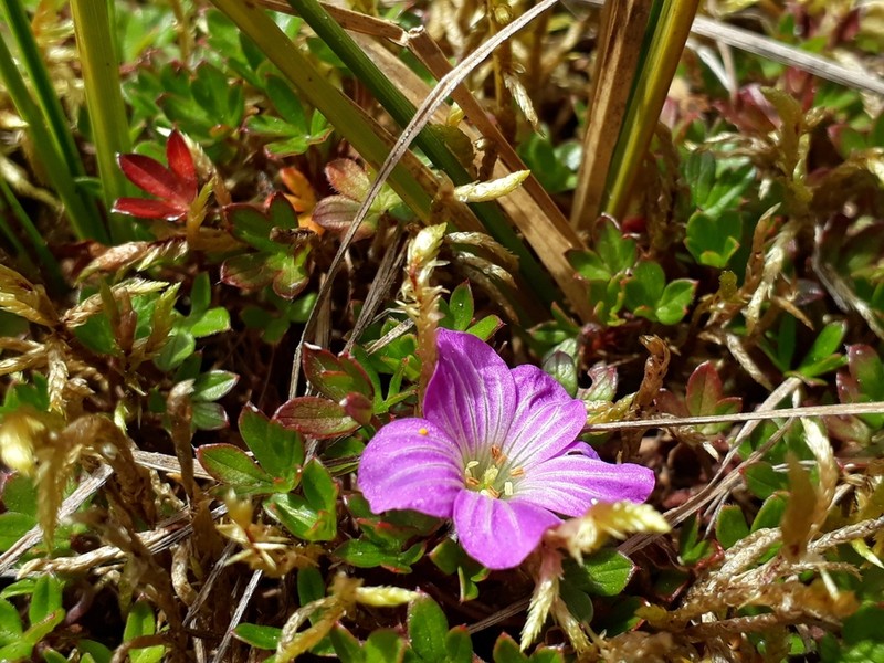Geranium sibbaldioides photo 3