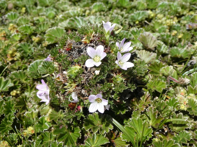 Geranium sibbaldioides photo 4