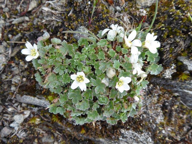 Geranium sibbaldioides photo 5