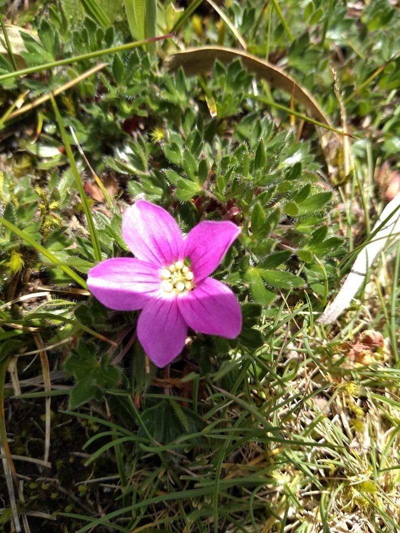 Geranium sibbaldioides photo 6