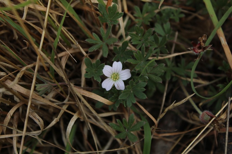 Geranium sibbaldioides photo 7