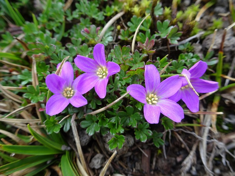 Geranium sibbaldioides photo 8