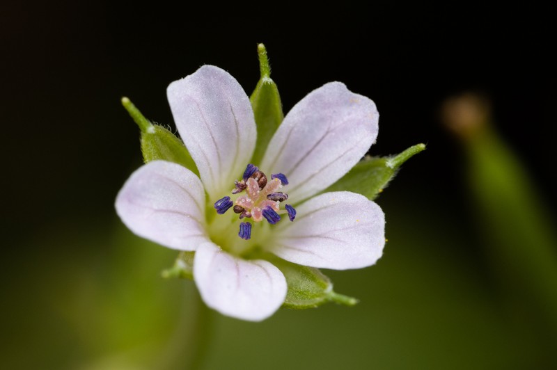 Siberian Geranium photo 2