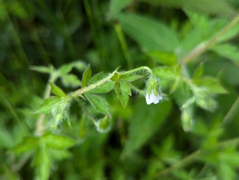 Siberian Geranium photo 3