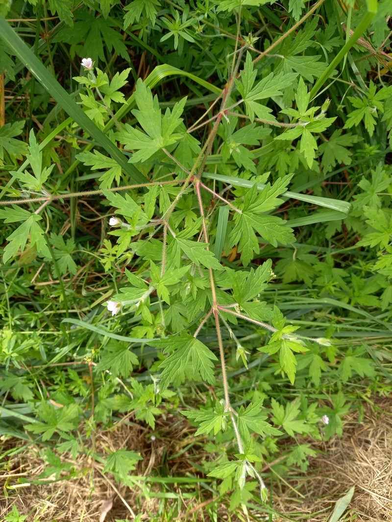 Siberian Geranium photo 4