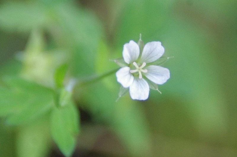 Siberian Geranium photo 5