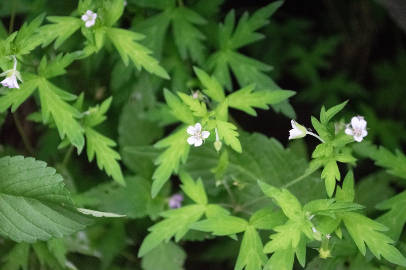 Siberian Geranium photo 6