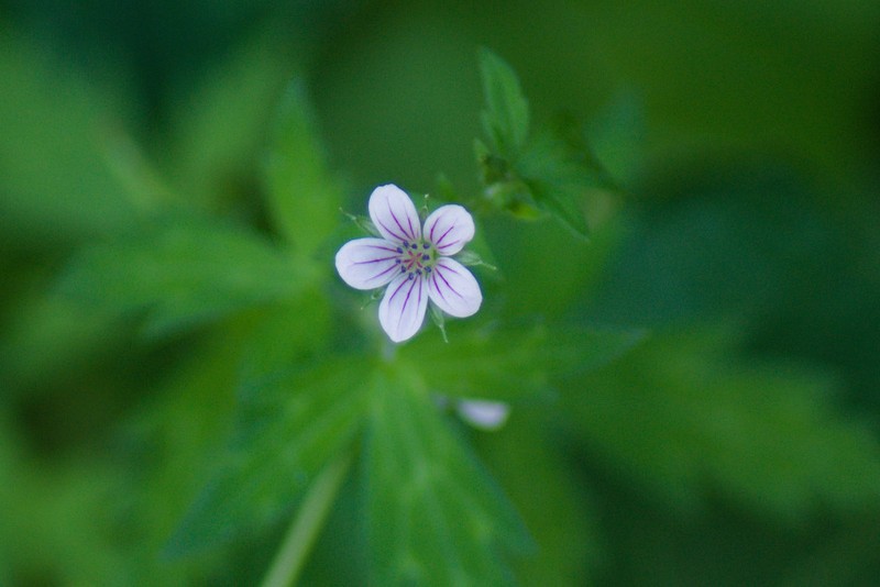Siberian Geranium photo 7