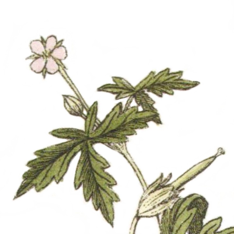 Siberian Geranium photo 4