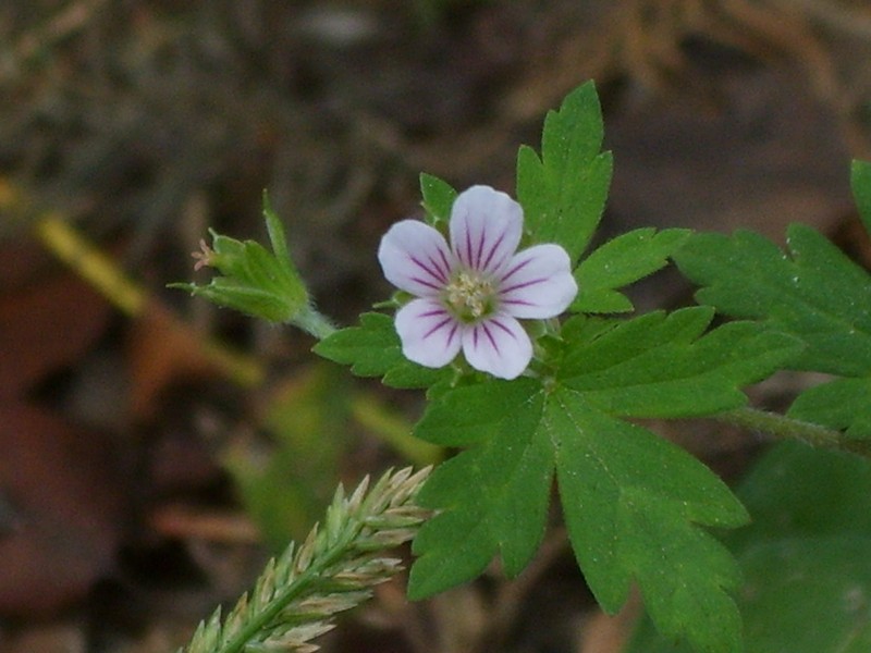 Siberian Geranium photo 5