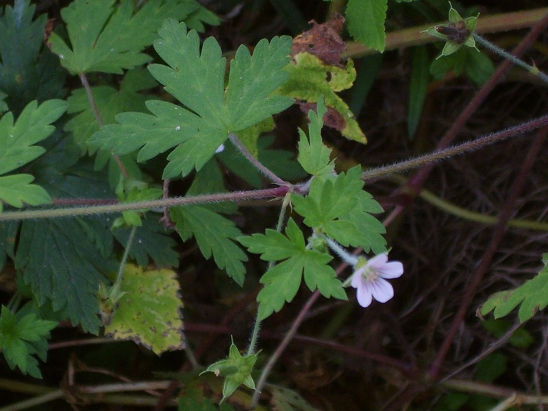 Siberian Geranium photo 6