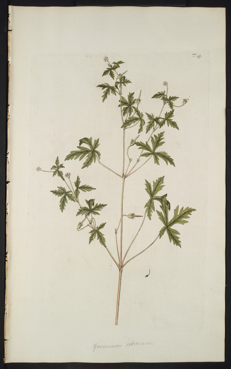 Siberian Geranium photo 7