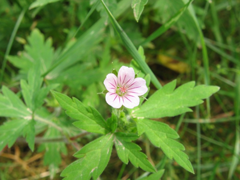 Siberian Geranium photo 2