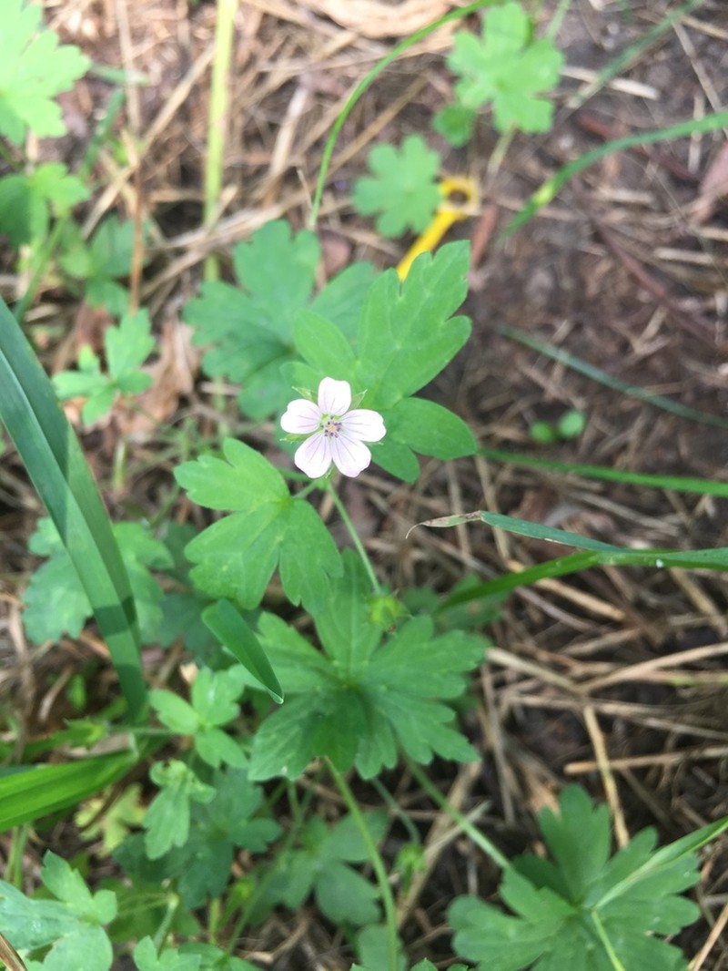 Siberian Geranium