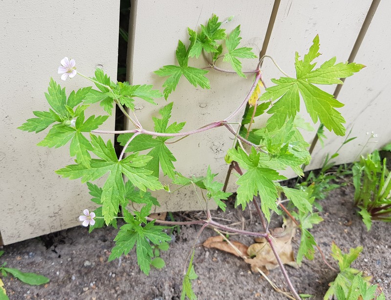 Siberian Geranium photo 3