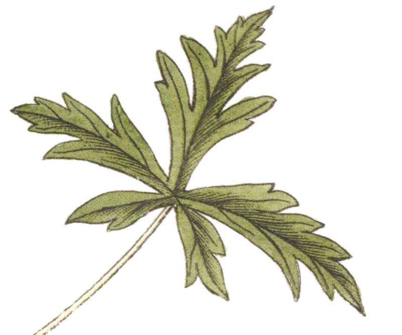 Siberian Geranium photo 8