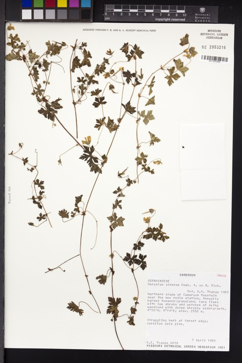 Geranium simense photo 3