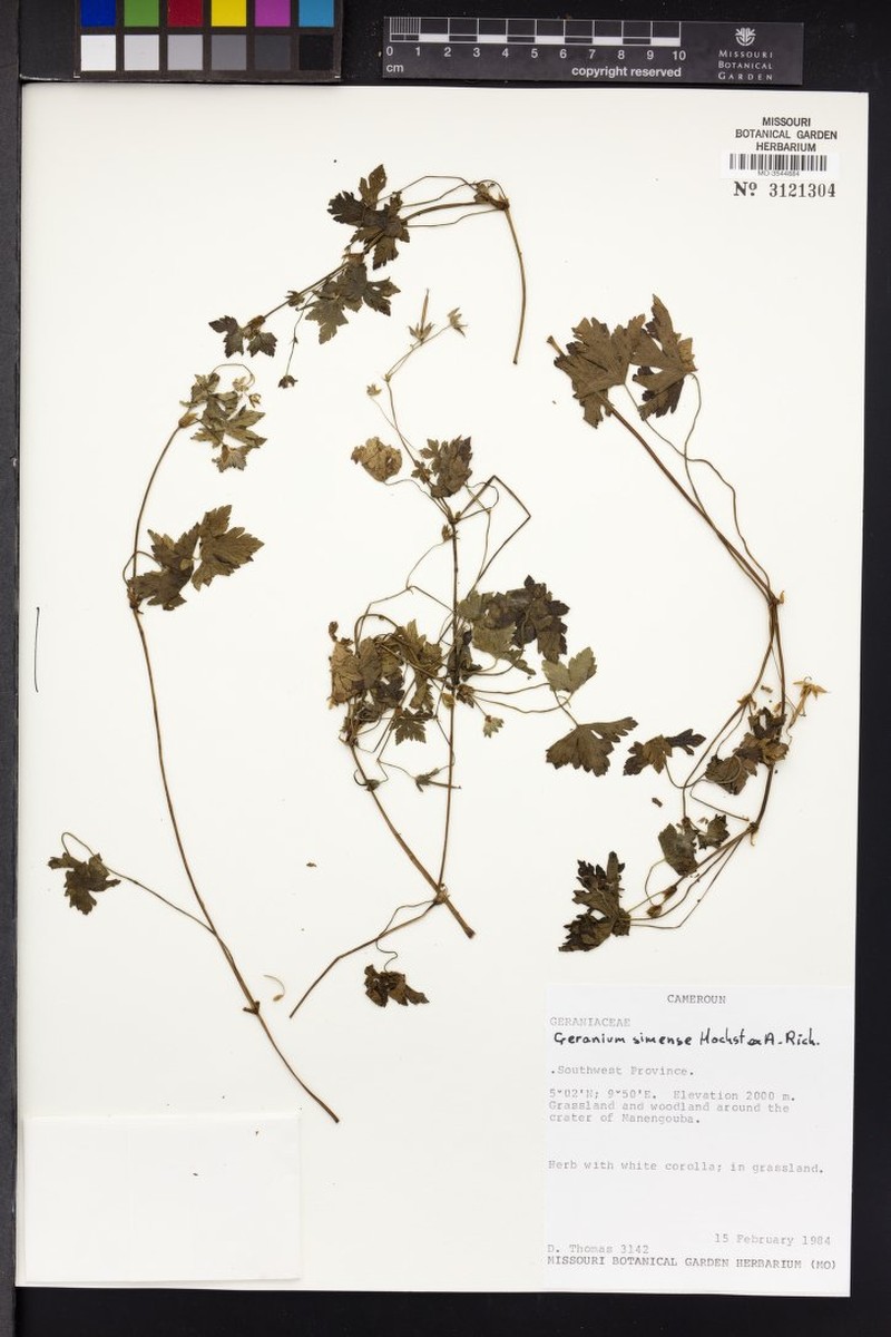Geranium simense photo 4