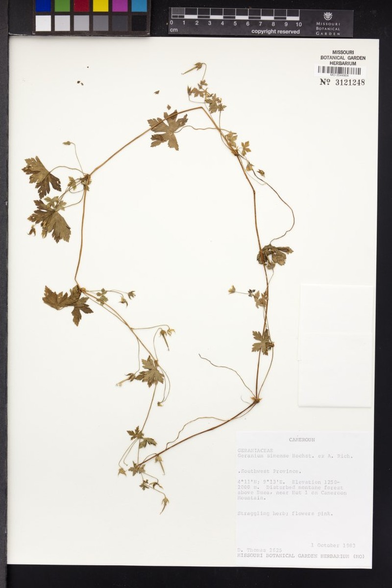 Geranium simense photo 5
