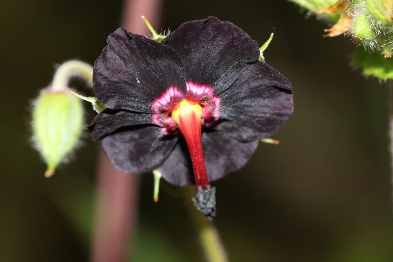 Geranium sinense