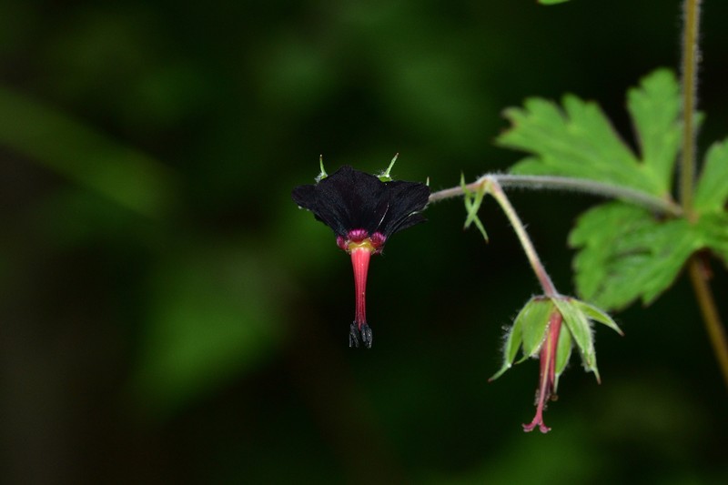 Geranium sinense photo 2