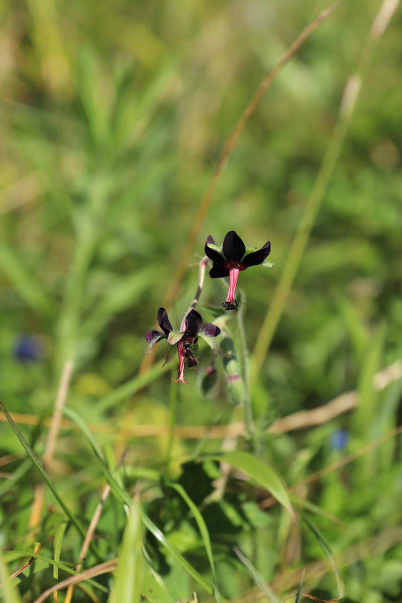Geranium sinense photo 3