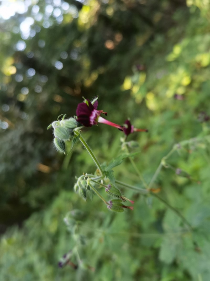 Geranium sinense photo 4