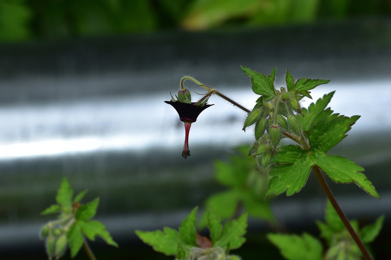 Geranium sinense photo 5