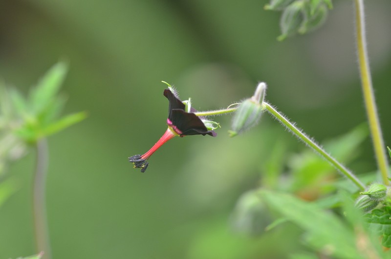 Geranium sinense photo 6