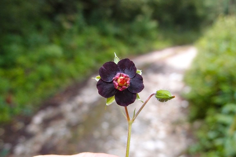 Geranium sinense photo 7