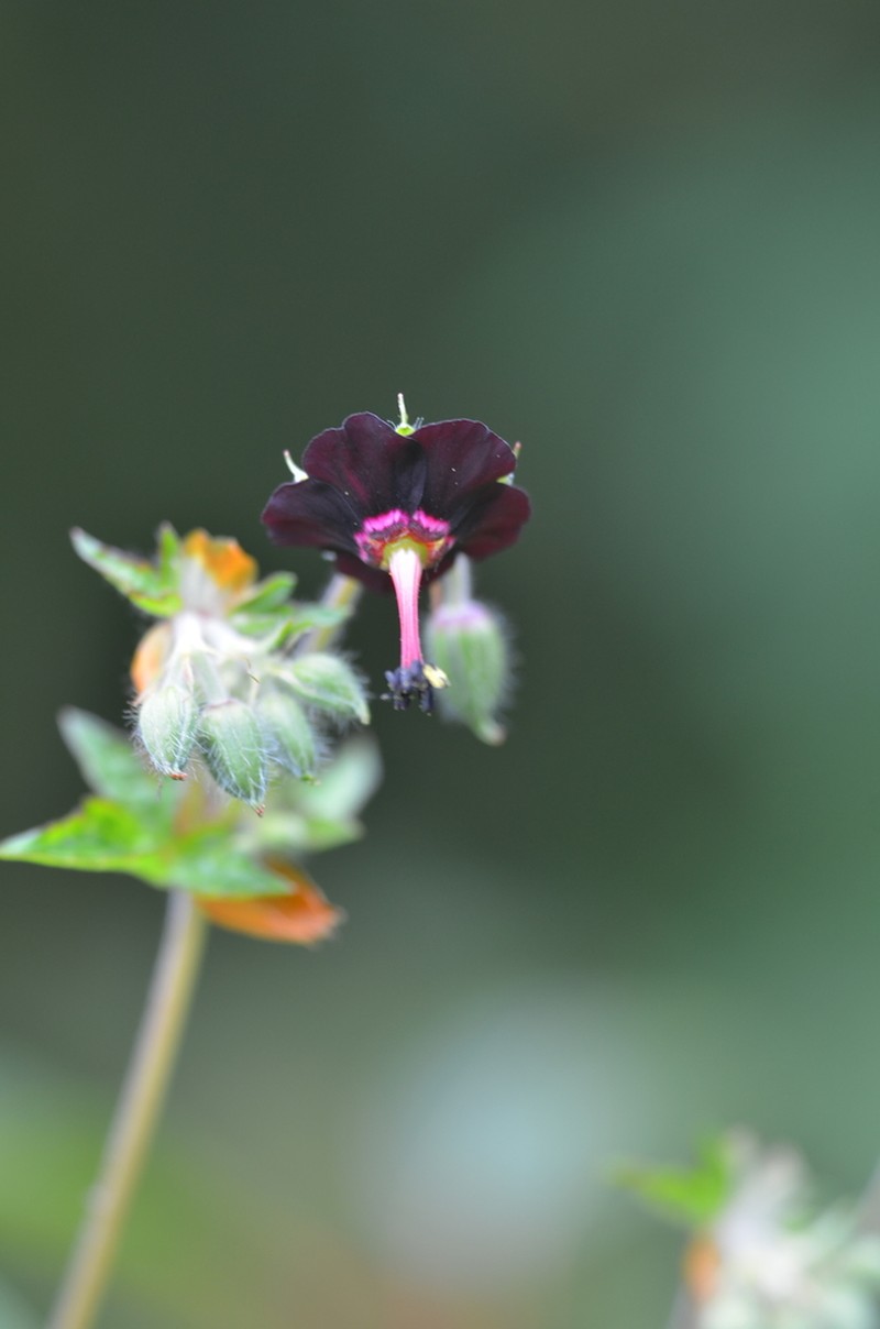 Geranium sinense photo 8