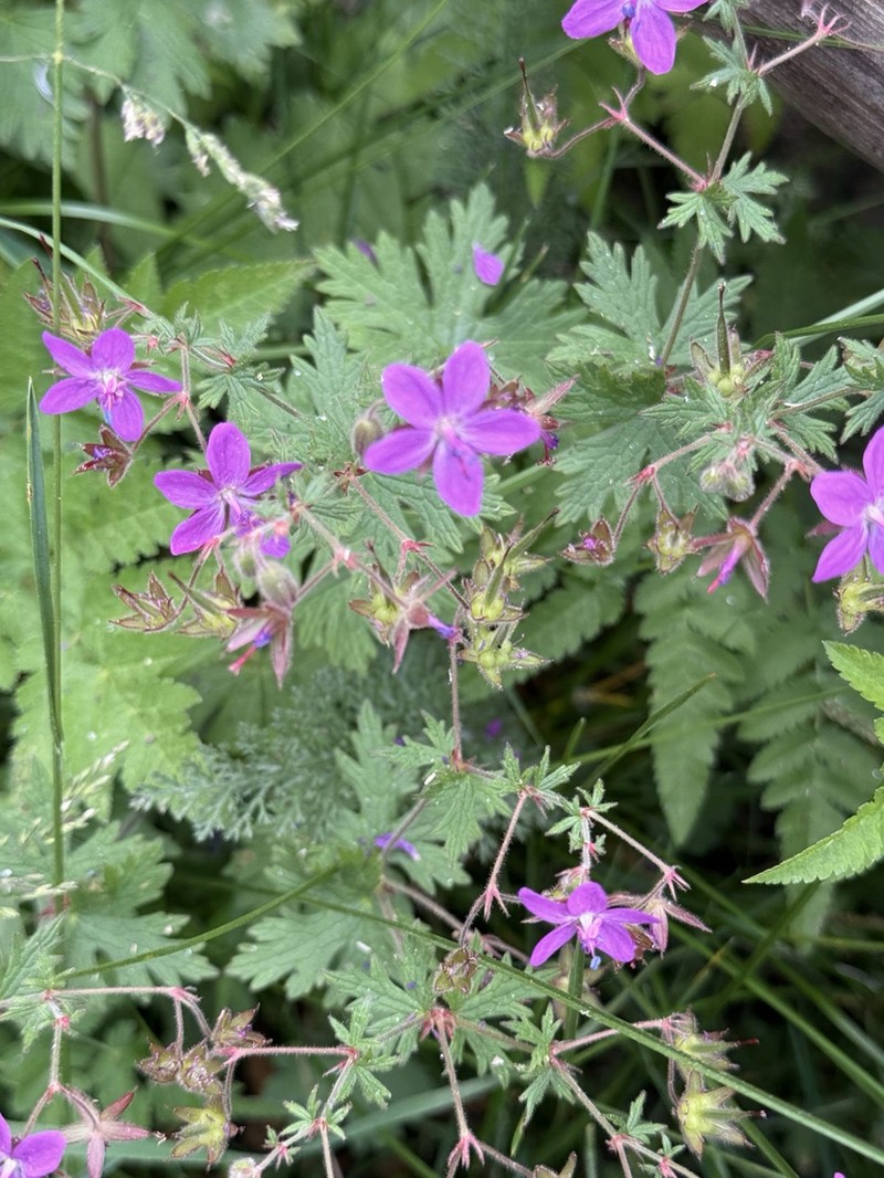 Geranium sintenisii